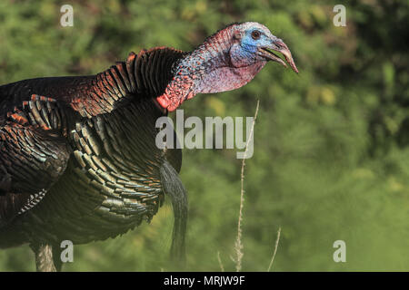 La réserve naturelle de los ojos de Cuenca, dans l'État de Sonora au Mexique..Reserva Natural Cuenca los ojos La Cuenca los ojos Foundation s'efforce de préserver et de restaurer le bi Banque D'Images