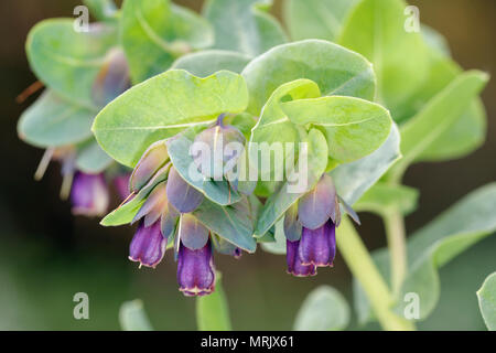 - Honeywort Cerinthe major purpurascens forme pourpre Banque D'Images