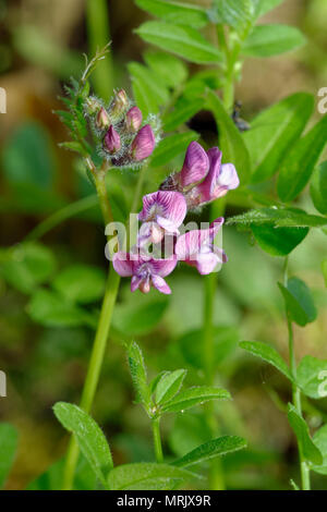 Vesce Vicia sepium Bush - Une vesce des bois Banque D'Images