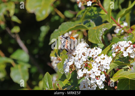 L'amiral rouge butterfly close up l'Atalanta vanessa se nourrissant sur le bord de photinia fleur ou bush en Italie Banque D'Images