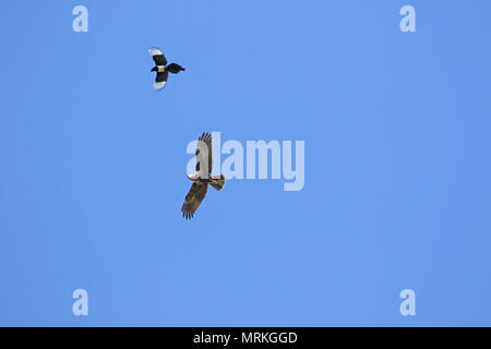 Femme latine Busard Saint-Martin Circus cyaneus pas Montagu's harrier Circus pygargus attaqué par une pie Pica pica d'Amérique latine la famille corvidae en Italie Banque D'Images