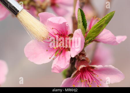 Prunus persica - Pêche 'Faucon'. La pollinisation manuelle de Peach Blossom 'Faucon' pour le transfert du pollen à l'aide d'un pinceau, printemps, UK Banque D'Images