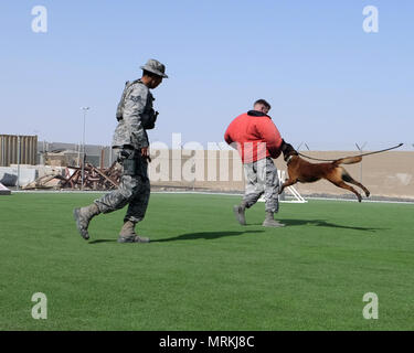 Sous la direction du Sergent. Gabriel, 380e Escadron expéditionnaire de forces de sécurité conducteur de chien de travail militaire, les morsures de l'Aviateur Senior Vviper MWD, Troy 380 SESF gestionnaire MWD, 15 juin 2017, dans un endroit inconnu en Asie du Sud-Ouest. Bite costumes sont utilisés pour protéger tout en permettant aux gestionnaires d'MWDs pour former de façon réaliste. (U.S. Photo de l'Armée de l'air par la Haute Airman Preston Webb) Banque D'Images