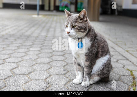 A fluffy cat avec col est situé sur la rue. Seul cat Banque D'Images