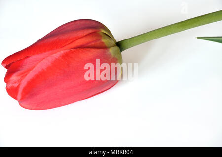 Ment unique fleur tulipe rouge élégant close up isolé sur fond blanc Banque D'Images