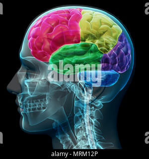 Les sections colorées d'un cerveau humain de sexe masculin, x ray concept. Partie d'une série médicale Banque D'Images