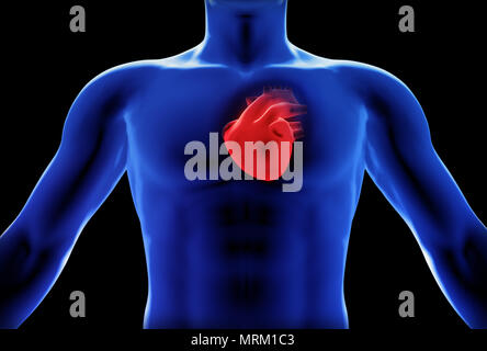 Coeur de l'homme x-ray concept,partie d'une série médicale Banque D'Images