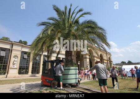 27 mai 2018, Berlin, Allemagne : l'extension d'un Daddel canarien dans palm parc Sanssouci de leurs quartiers d'hiver. Depuis plus de 200 ans, plus de 1000 plantes en pot ont été sortis de l'hivernage salles de l'Orangerie du Château du à l'air libre des motifs de la Fondation Palais et jardins prussiens de Berlin-Brandebourg (SPSG). Photo : Nestor Bachmann/dpa dpa : Crédit photo alliance/Alamy Live News Banque D'Images