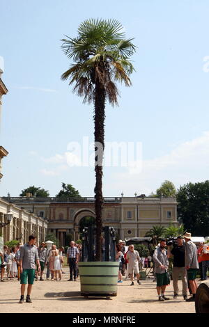 27 mai 2018, Berlin, Allemagne : l'extension d'une température d'environ 10 mètres de haut de la palm chanvre chinois Orangerie dans le parc Sanssouci. Depuis plus de 200 ans, plus de 1000 plantes en pot ont été sortis de l'hivernage salles de l'Orangerie du Château du à l'air libre des motifs de la Fondation Palais et jardins prussiens de Berlin-Brandebourg (SPSG). Photo : Nestor Bachmann/dpa dpa : Crédit photo alliance/Alamy Live News Banque D'Images