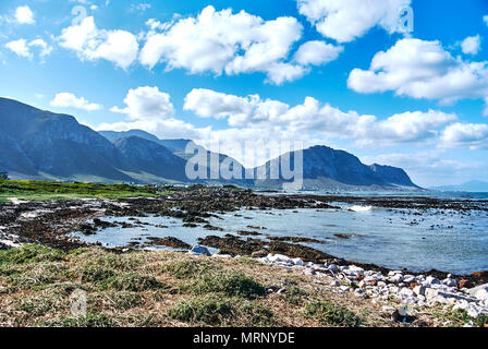 La colonie de pingouins de Stony Point est situé à Betty's Bay sur la côte d'Overberg, Western Cape, et est l'un des seuls pays africains en poste à continentale P Banque D'Images