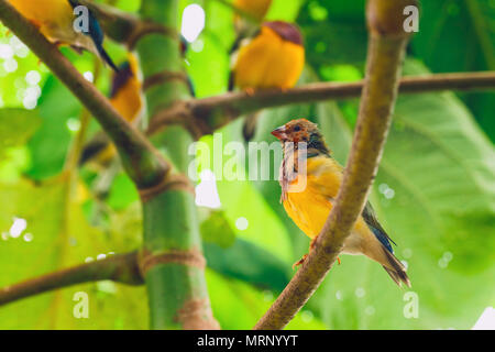 La Lady Gouldian Finch, Erythrura gouldiae, Close up Banque D'Images