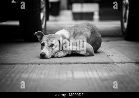 Les chiens errants sont brun à l'appareil photo sur les sols en béton à l'extérieur salon en noir et blanc, couleur, selective focus. Banque D'Images