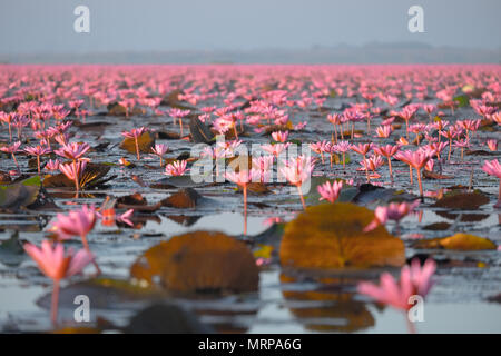 Lotus rouge mer est la plus célèbre attraction de Udonthani, situé dans la province nord-est de la Thaïlande. Banque D'Images