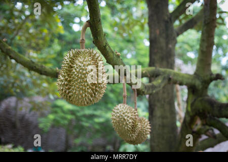 Prenez une photo de durian tree with smart phone at jardin Durian en Thaïlande Banque D'Images