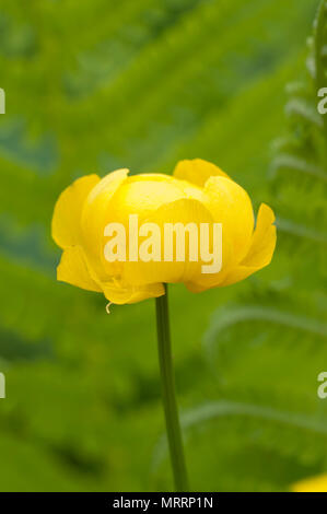 (Trollius europaeus globeflower européenne) gros plan, l'accent local Banque D'Images