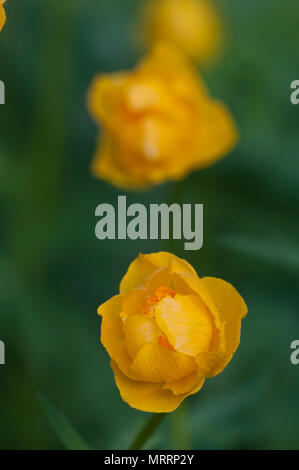 Chinese globeflower (Trollius chinensis) gros plan, l'accent local Banque D'Images