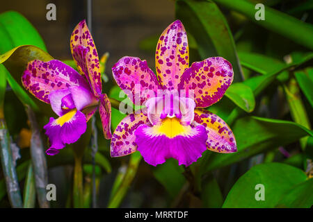 Jaguar Rose Cattleya est une étoile de couleur orchidée en forme. A la fleur d'orange et jaune avec des taches de rousseur. La lèvre est jaune et pourpre. Banque D'Images