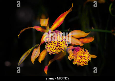 Cattleya Polka Dot, une orchidée aux couleurs vives. La fleur a orange jaune et violet à lèvres de rousseur. Les pétales sont rouge-orange, jaune avec des bords. Banque D'Images