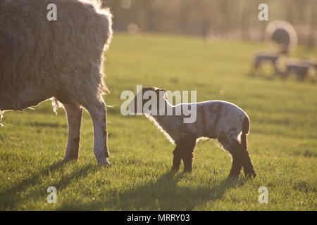 Moutons et agneaux dans un champ dans le North Yorkshire, Angleterre, Royaume-Uni Banque D'Images