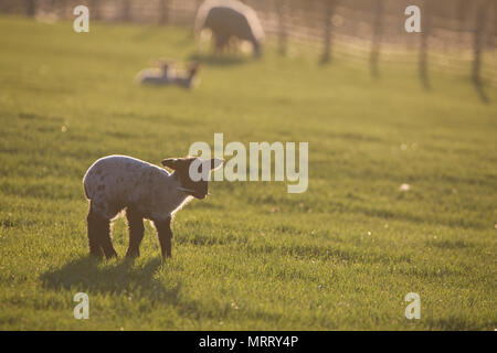 Moutons et agneaux dans un champ dans le North Yorkshire, Angleterre, Royaume-Uni Banque D'Images