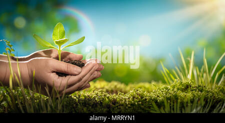 La main de l'holding young plant.Ecology concept. Banque D'Images