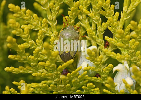 Green Shield bug ou stink bug Amérique palomena prasina du pentatomidae groupe d'insectes sur un thuya ou cédrière en Italie au printemps Banque D'Images