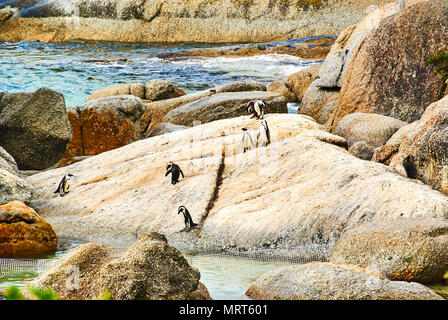 Boulders Beach est une plage abritée composée de criques entre les rochers de granit, d'où le nom provient. Il est situé dans la péninsule du Cap, n Banque D'Images