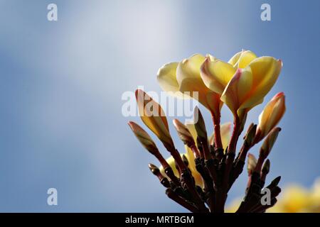 Un bouquet de fleurs de frangipanier jaune avec des stries rose Banque D'Images