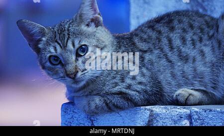 Une vue latérale d'un chat gris assis en position d'alerte dans un bloc de béton avec un fond bleuté Banque D'Images