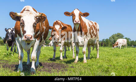 Curieux brown vaches dans le domaine Banque D'Images