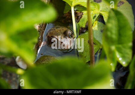 Grenouille Rousse en étang de jardin Thaxted Essex England UK Mai 2018 La grenouille rousse (Rana temporaria), également connu sous le nom de l'intérêt commun européen, grenouille commo Banque D'Images