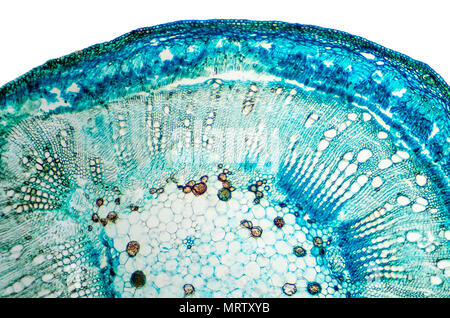 Coton tige de section transversale. La lumière de microscope avec microsection des plantes du genre Gossypium dans la famille des Malvacées. Anatomie végétale. Banque D'Images
