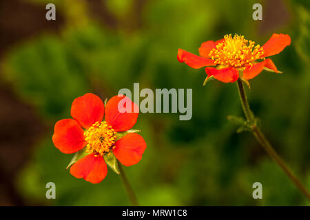 'Borisii benoîte orange naine', Röd nejlikrot (Geum coccineum) Banque D'Images