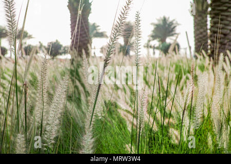 Pennisetum Banque D'Images