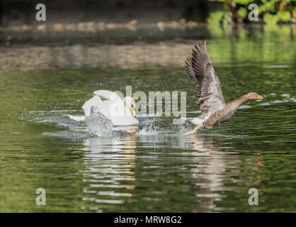 Cygne muet d'attaquer sur le lac Goose lag gris Banque D'Images