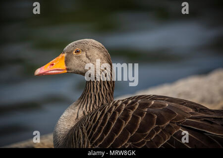 Close Up de Gray Goose Lag Banque D'Images