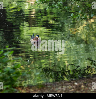 Canard Mandarin natation sur le lac Banque D'Images