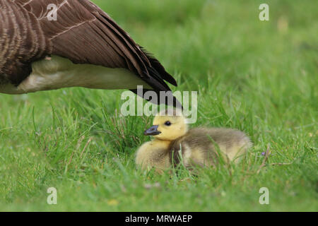 Une bernache du Canada Branta canadensis gosling dans un pré Banque D'Images