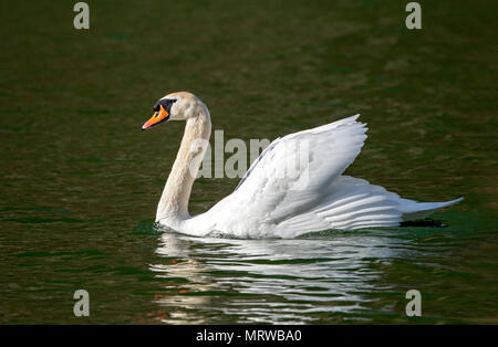 Mute swan (Cygnus olor) nage dans l'eau, Tyrol, Autriche Banque D'Images