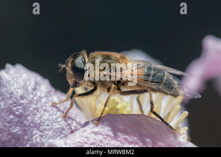 Dronefly coniques (Eristalis pertinax) sur une fleur, Bridgend, Sud du Pays de Galles, Royaume-Uni Banque D'Images