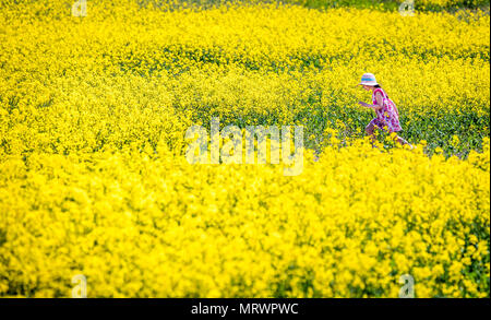 Maja-Isobel Lawson joue dans un champ de fleurs jaunes près de Bretton, dans le Yorkshire, comme une vague de chaleur frappe certaines parties du Royaume-Uni. Banque D'Images