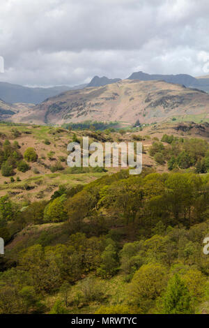 La vue à l'ensemble de la chaîne des Langdale Pikes de boeufs est tombé au-dessus du Tarn Hows dans le Lake District en Cumbrie Banque D'Images