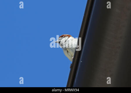 Cheeky sparrow italien ou le Moineau domestique Passer domesticus ou italae parfois appelée sparrow cisalpine à la recherche vers le bas d'un toit en Italie en été Banque D'Images