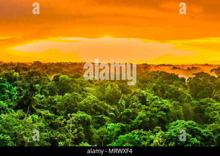 Vue sur coucher de soleil sur les arbres de la forêt tropicale au Brésil Banque D'Images