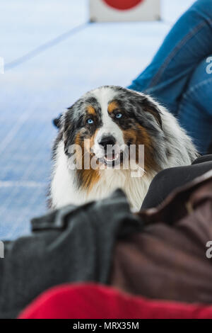 Portrait de border collie bleu merle aux yeux bleus l'islande Banque D'Images