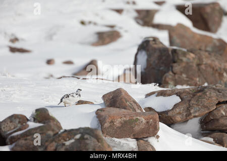 Le lagopède alpin (Lagopus mutus) perché, marche à pied, l'appel et l'alimentation entre heather et rochers, dans les Highlands écossais. Banque D'Images