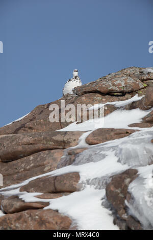 Le lagopède alpin (Lagopus mutus) perché, marche à pied, l'appel et l'alimentation entre heather et rochers, dans les Highlands écossais. Banque D'Images