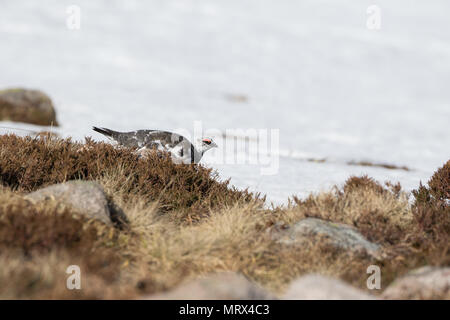 Le lagopède alpin (Lagopus mutus) perché, marche à pied, l'appel et l'alimentation entre heather et rochers, dans les Highlands écossais. Banque D'Images