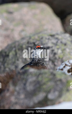 Le lagopède alpin (Lagopus mutus) perché, marche à pied, l'appel et l'alimentation entre heather et rochers, dans les Highlands écossais. Banque D'Images