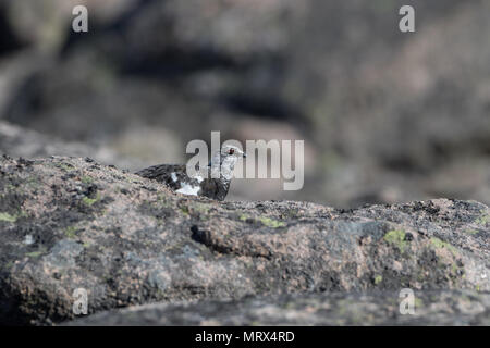 Le lagopède alpin (Lagopus mutus) perché, marche à pied, l'appel et l'alimentation entre heather et rochers, dans les Highlands écossais. Banque D'Images